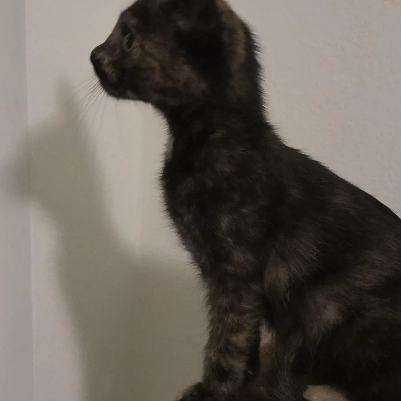 A baby medium-sized female Tortoiseshell Domestic Short Hair cat named Lydia for adoption in Los Angeles, CA