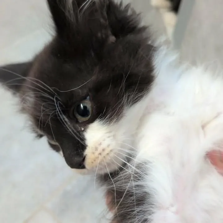 A baby small-sized female Black Domestic Medium Hair cat named Motmot for adoption in Spanish Fork, UT