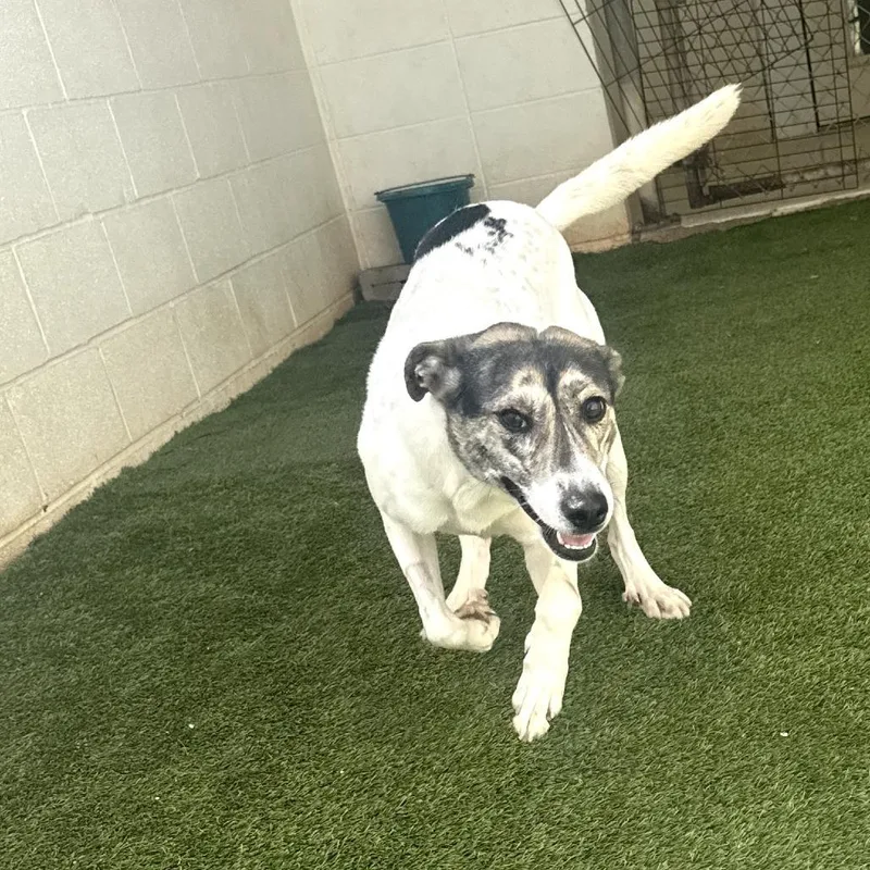 An adult medium-sized female White / Cream Hound dog named Ethel for adoption in LOXAHATCHEE, FL