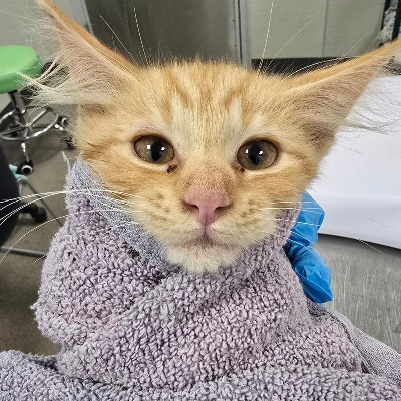 A baby small-sized male Domestic Medium Hair cat named Snoozy for adoption in Las Cruces, NM