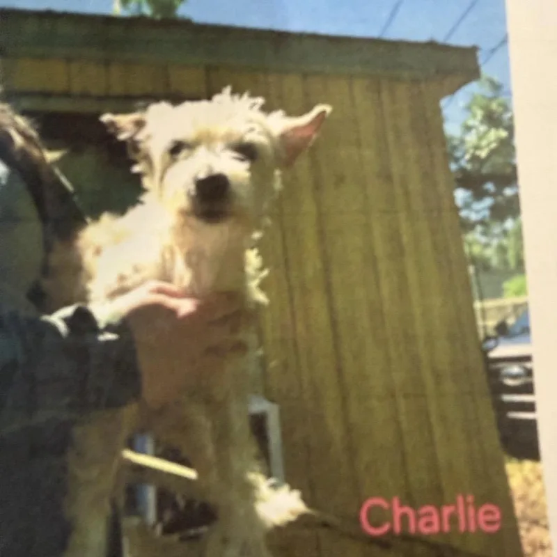 An adult small-sized female White / Cream Chihuahua dog named Charlie for adoption in Baton Rouge, LA