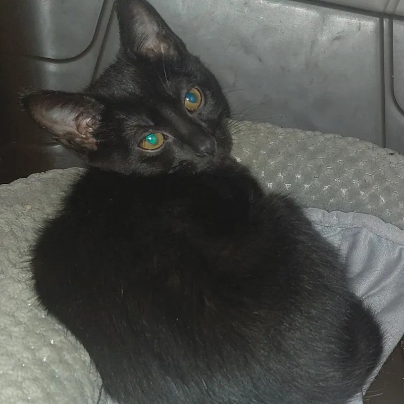 A baby small-sized female Black Domestic Short Hair cat named Albatross for adoption in Newcastle, OK