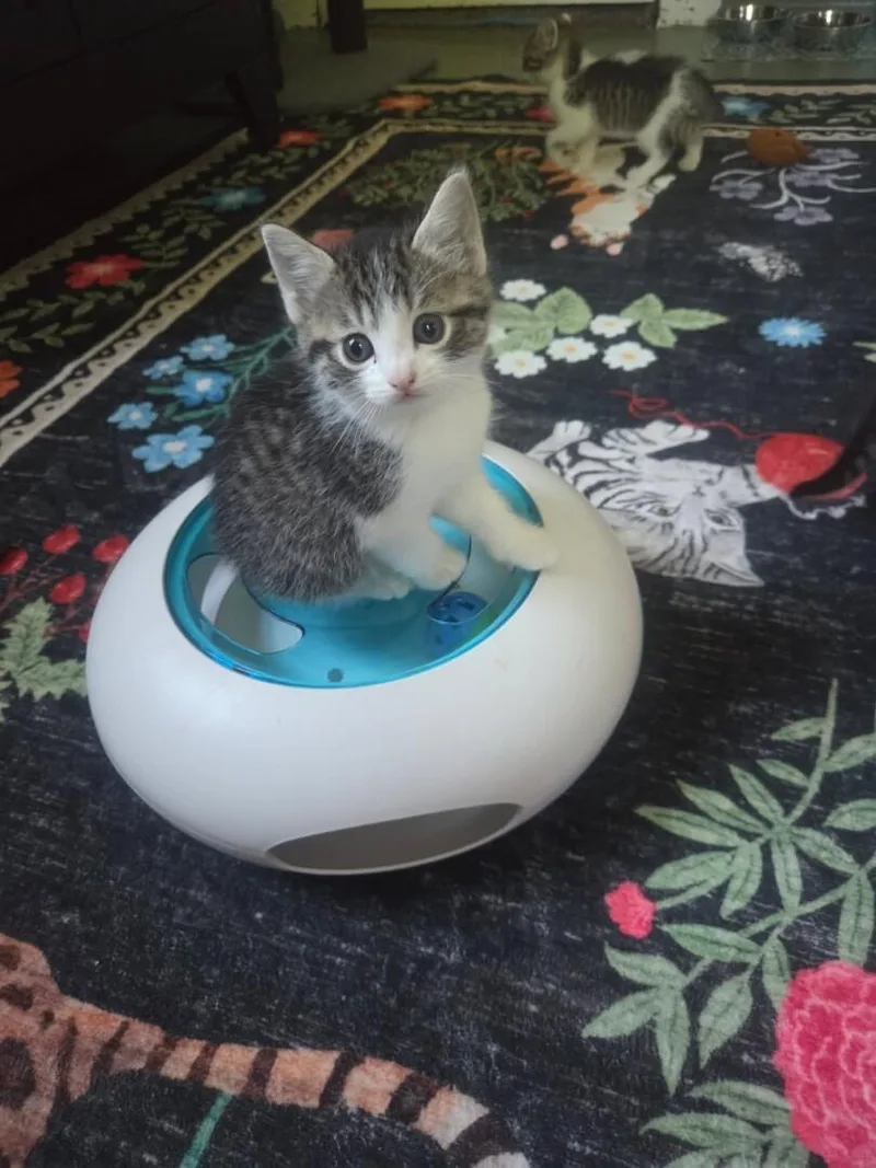 A baby small-sized female Tabby (Brown / Chocolate) Domestic Short Hair cat named Ariel for adoption in Saint Charles, MO