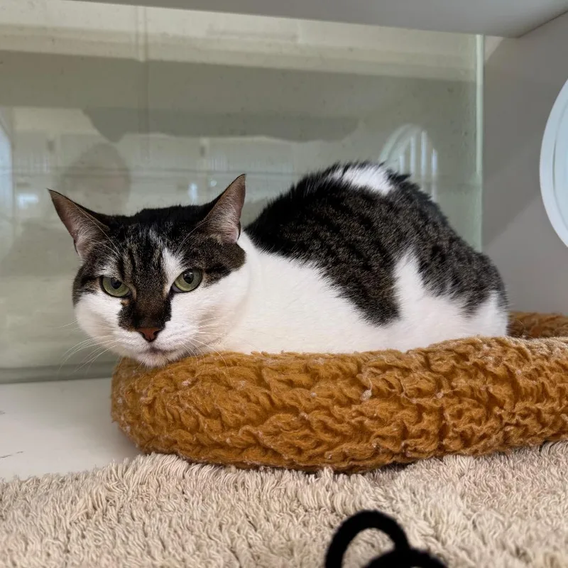 An adult medium-sized female White Domestic Short Hair cat named Swatches for adoption in League City, TX