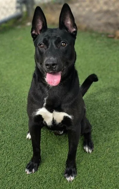 A young medium-sized male Mixed Breed dog named Curry for adoption in Columbia, SC