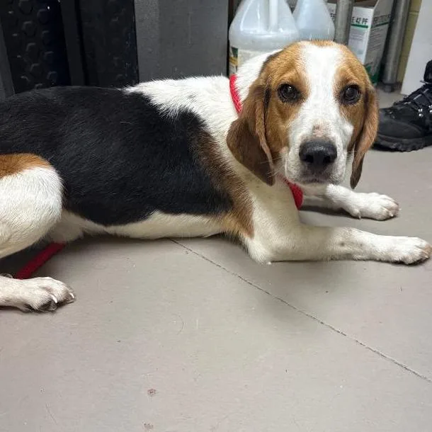 An adult small-sized male Beagle dog named Trevor for adoption in New Fairfield, CT