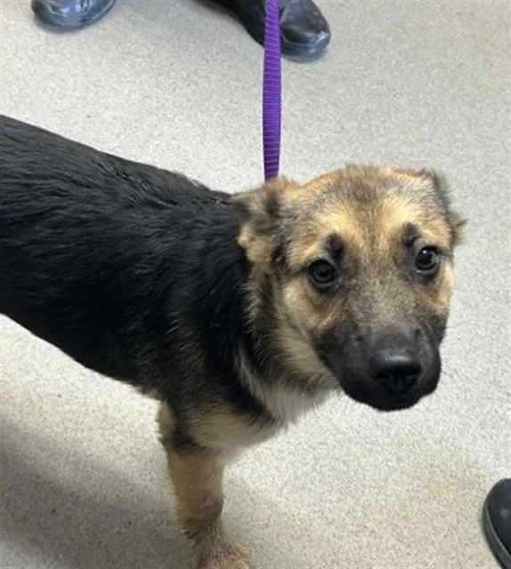 A young small-sized female German Shepherd Dog dog named Sable for adoption in San Bernardino, CA