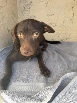A baby small-sized male Terrier dog named Chip for adoption in Honolulu, HI