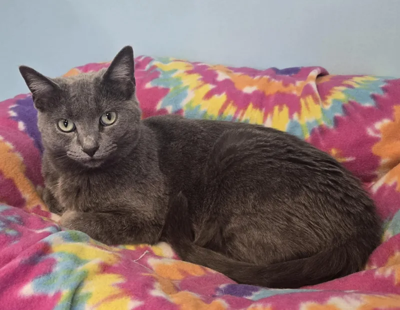An adult medium-sized female Gray / Blue / Silver Domestic Short Hair cat named Missy for adoption in Shelbyville, KY