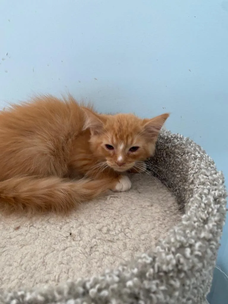 A baby medium-sized male Domestic Medium Hair cat named Devin for adoption in Cumming, GA