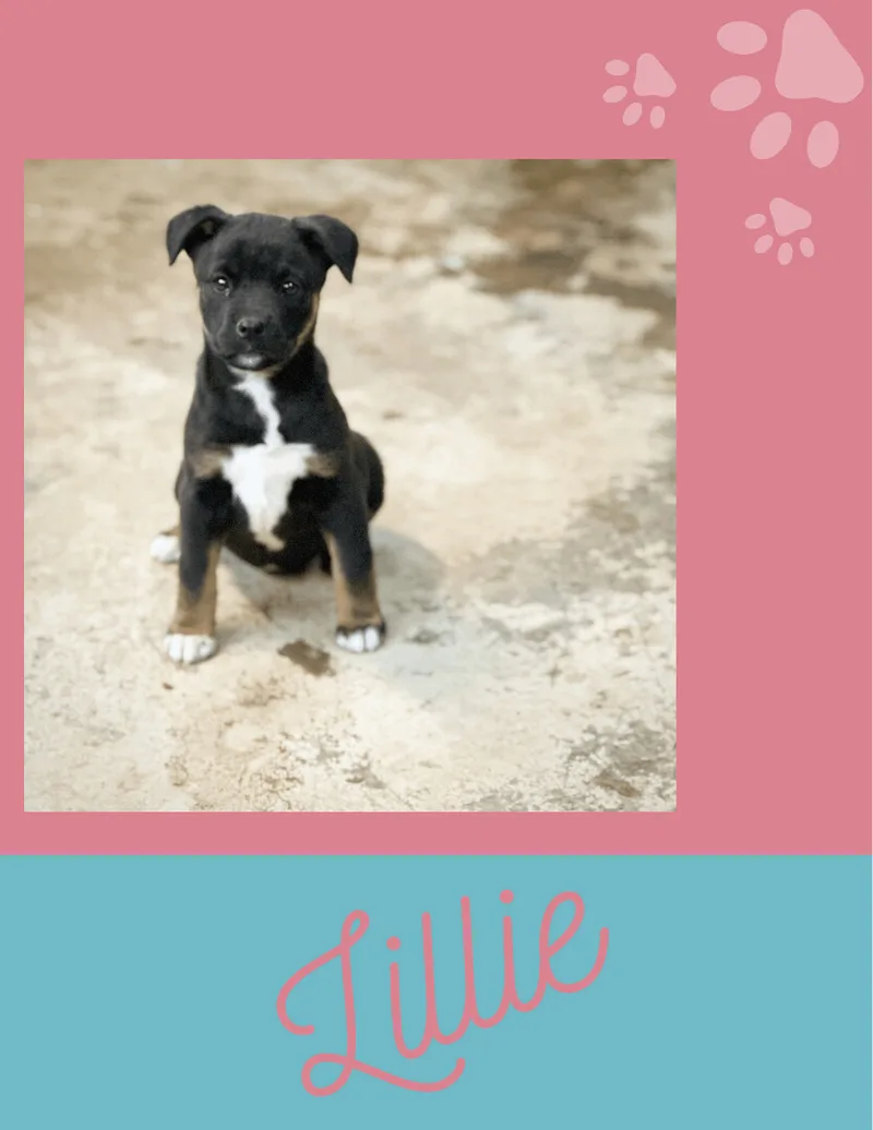 Lillie thumbnail 2