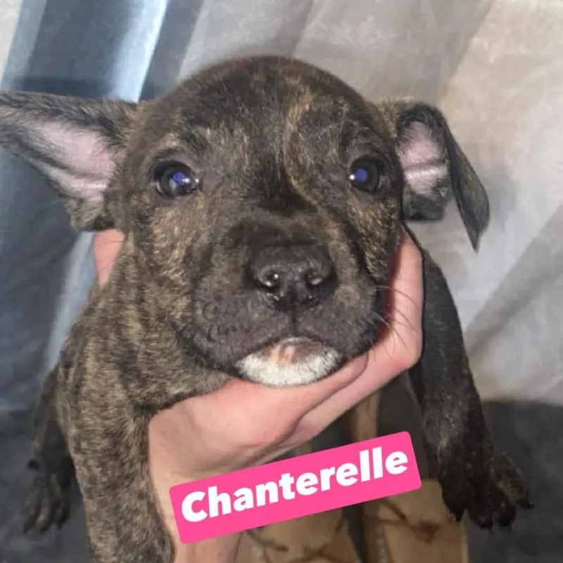 A baby small-sized female Brindle Pit Bull Terrier dog named Chanterelle for adoption in Brainerd, MN