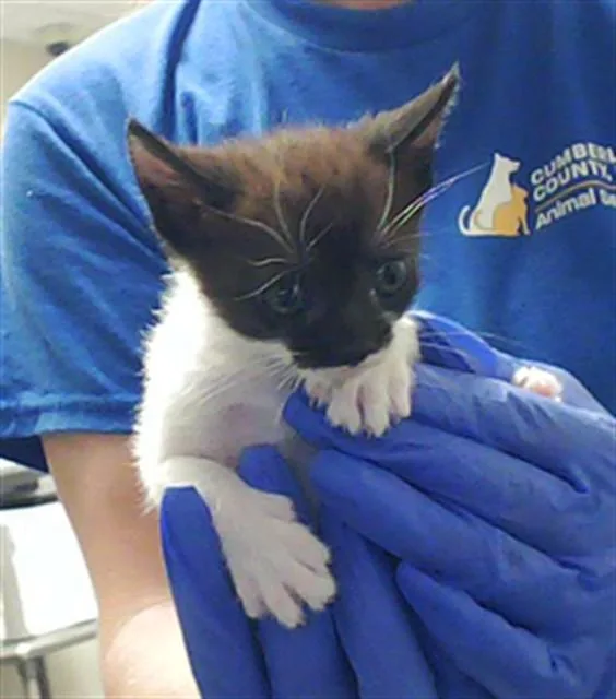 A baby small-sized female Domestic Short Hair cat named Tanya for adoption in Fayetteville, NC
