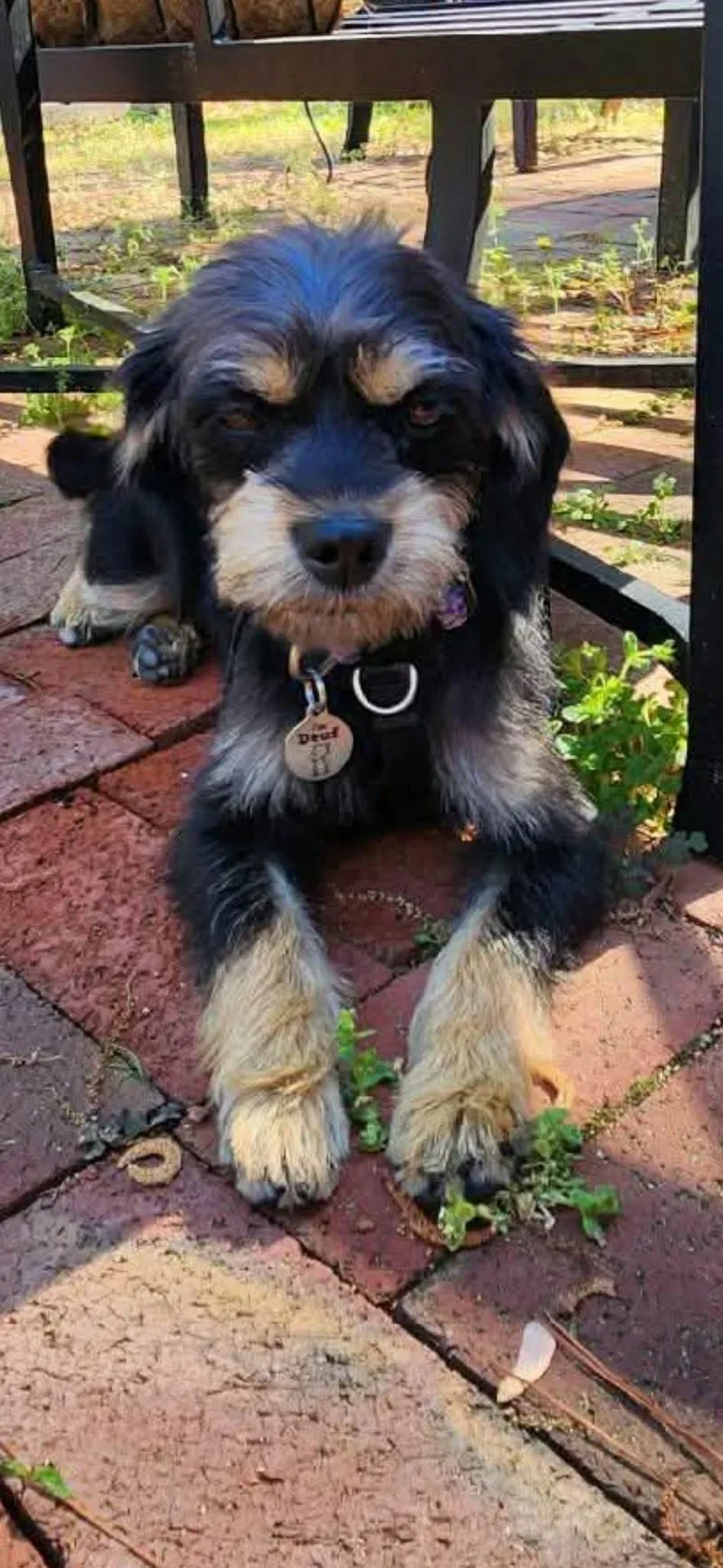An adult small-sized female Terrier dog named Gabby for adoption in Elkton, MD