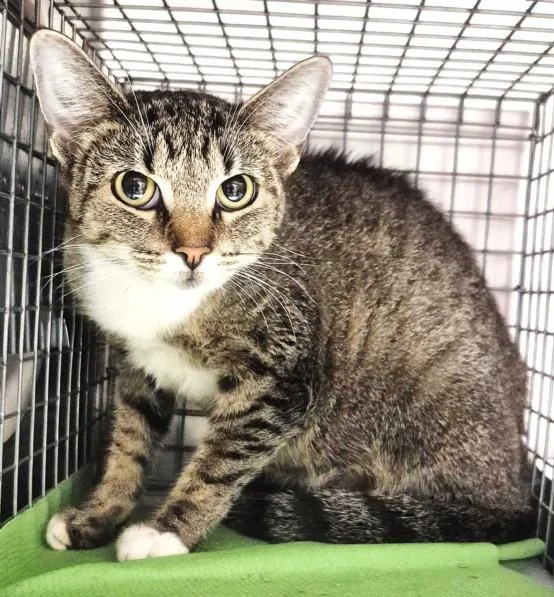 A young large-sized female Domestic Short Hair cat named Sweet Girl for adoption in Houston, TX