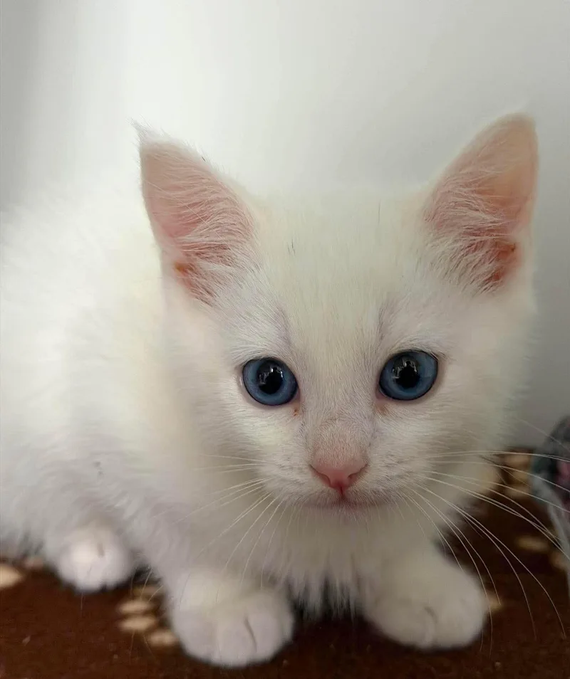 A baby small-sized female Domestic Short Hair cat named Darya for adoption in Othello, WA