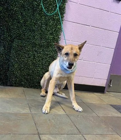 A senior large-sized male German Shepherd Dog dog named 61770784 for adoption in El Paso, TX