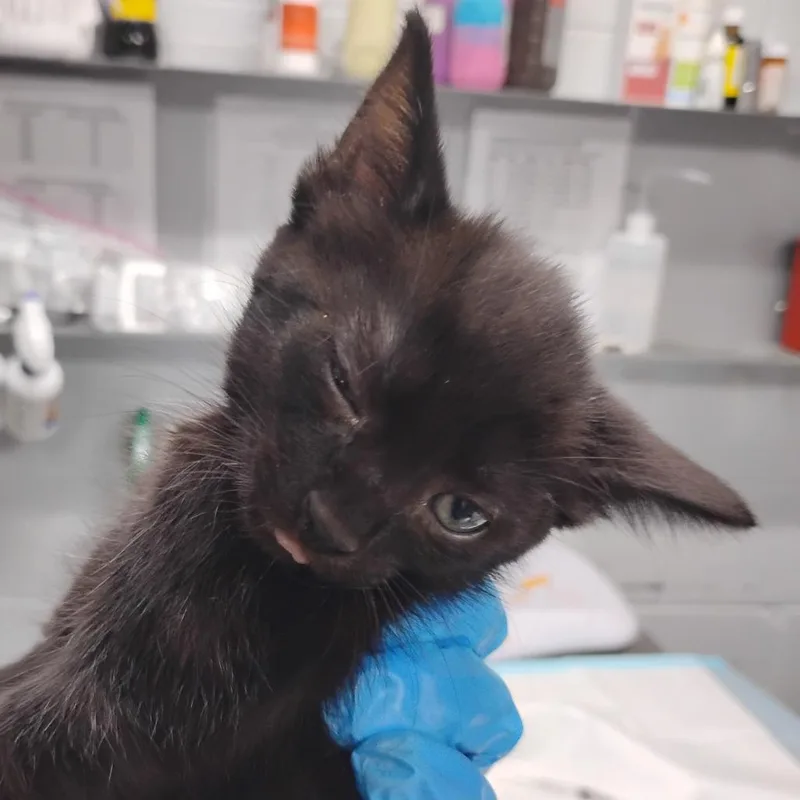 A baby small-sized female Black Domestic Short Hair cat named Olivia for adoption in Summerville, SC