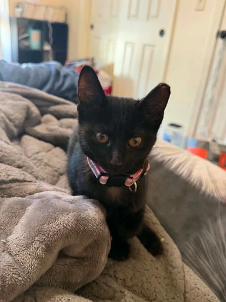 A baby small-sized female Domestic Short Hair cat named Caligo for adoption in Fond Du Lac, WI