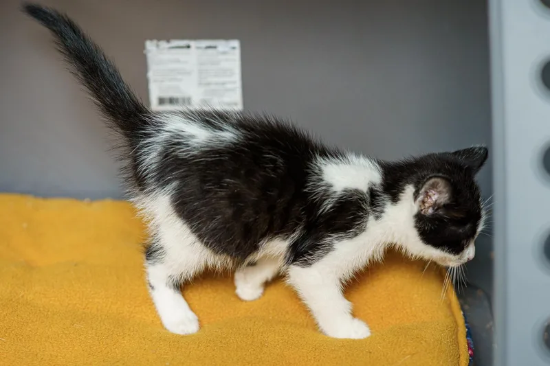 A baby medium-sized female Black & White / Tuxedo Tuxedo cat named Mabel for adoption in LAMPASAS, TX