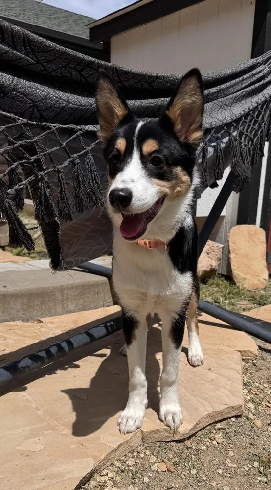 Nala