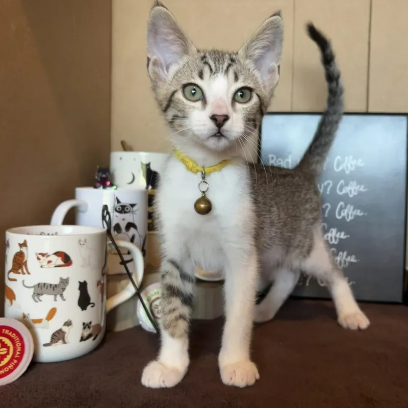 A baby small-sized male Brown / Chocolate Domestic Short Hair cat named Breve for adoption in Bastrop, TX