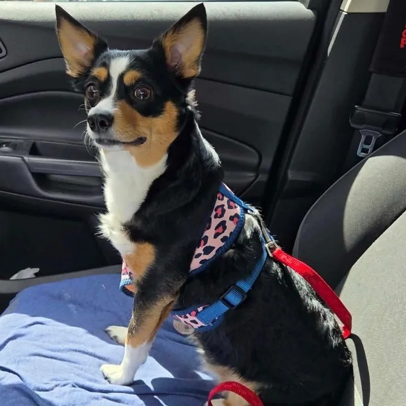 An adult medium-sized female Black Corgi dog named Clementine for adoption in Baton Rouge, LA