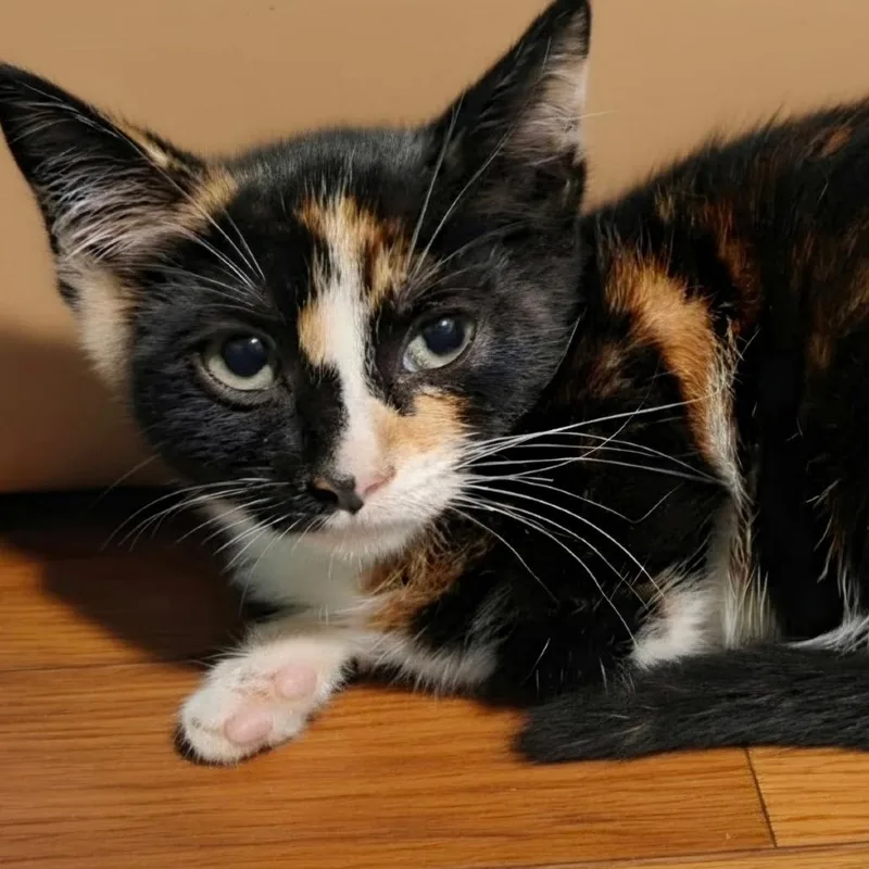 A baby small-sized female Calico Domestic Short Hair cat named Beyonce for adoption in North Branford, CT