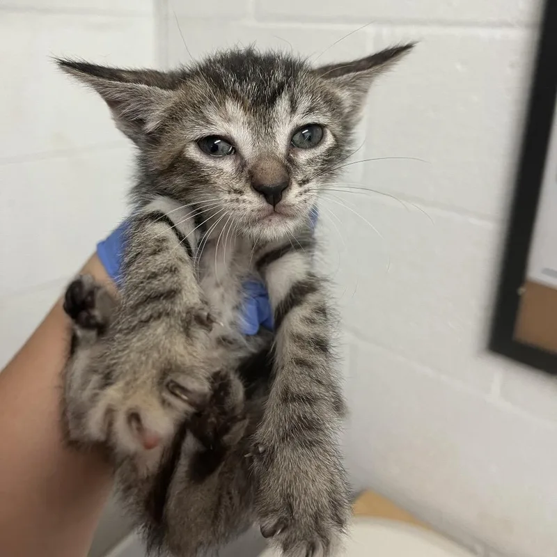 A baby small-sized female Gray / Blue / Silver Domestic Short Hair cat named Comet for adoption in Edinburg, TX
