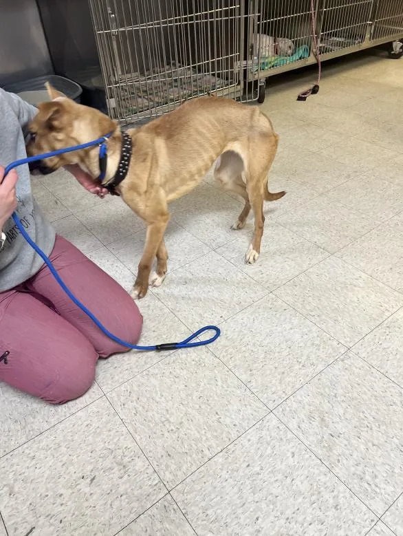 An adult large-sized female Terrier dog named Izzy for adoption in Lewistown, PA