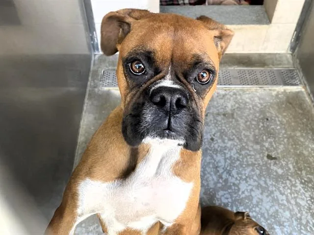 A young medium-sized female Boxer dog named Delilah for adoption in Tustin, CA