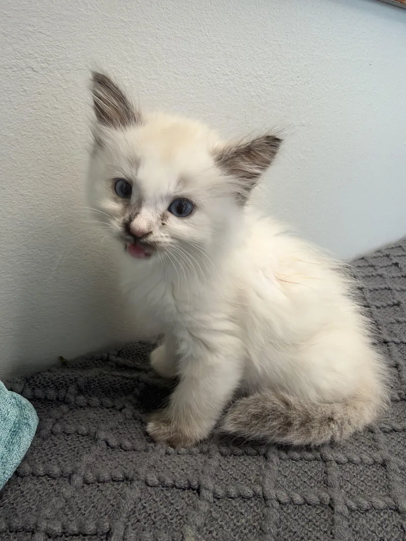 A baby small-sized female Domestic Long Hair cat named Leia for adoption in Fruit Heights, UT