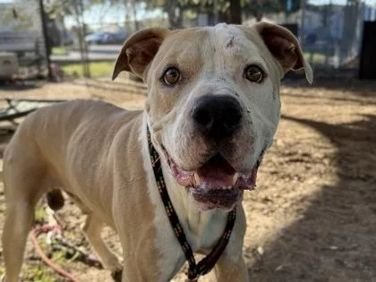 An adult large-sized male Apricot / Beige Mixed Breed dog named Miguel for adoption in Georgetown, TX
