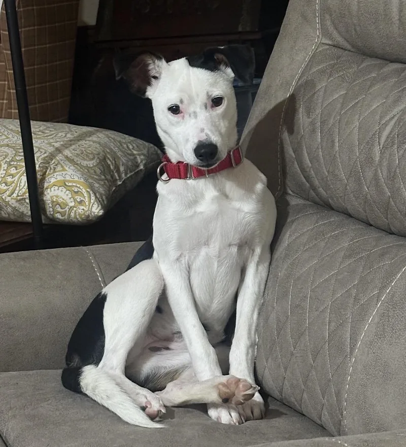 A baby small-sized female Rat Terrier dog named Missy for adoption in Pembroke, MA