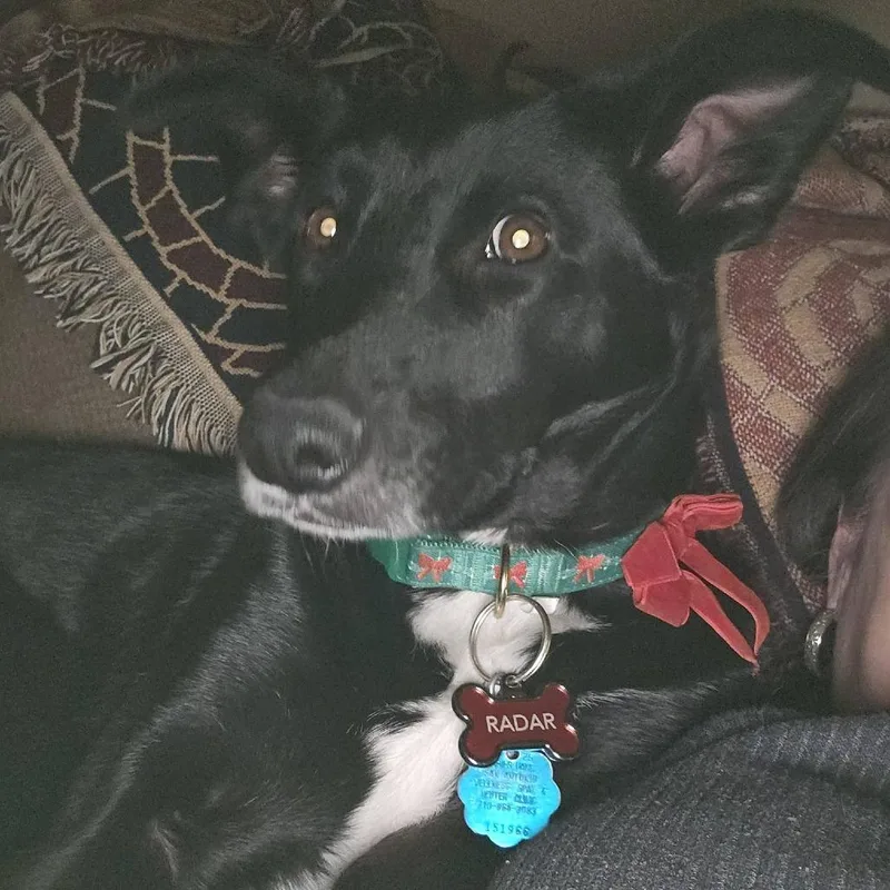 Radar Jj thumbnail 5