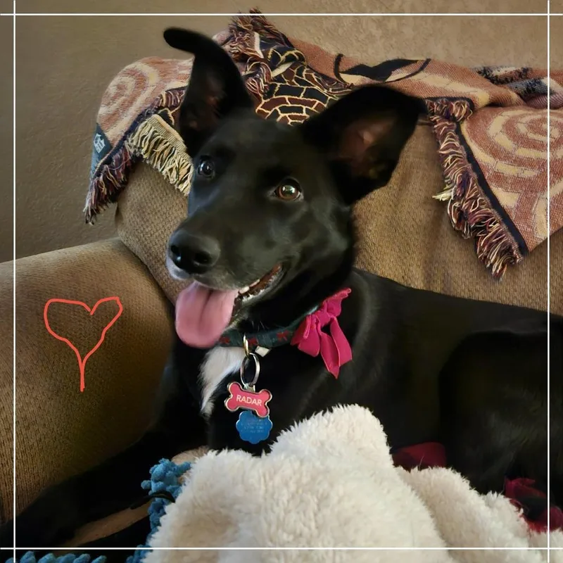 Radar Jj thumbnail 6