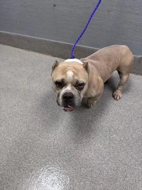 An adult medium-sized male English Bulldog dog named Lowrider for adoption in Las Vegas, NV