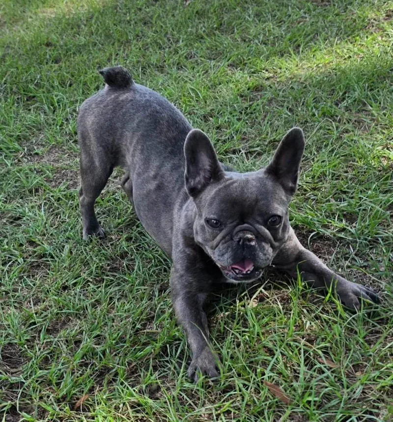 A young small-sized male Gray / Blue / Silver French Bulldog dog named Rosalie for adoption in Cochran, GA