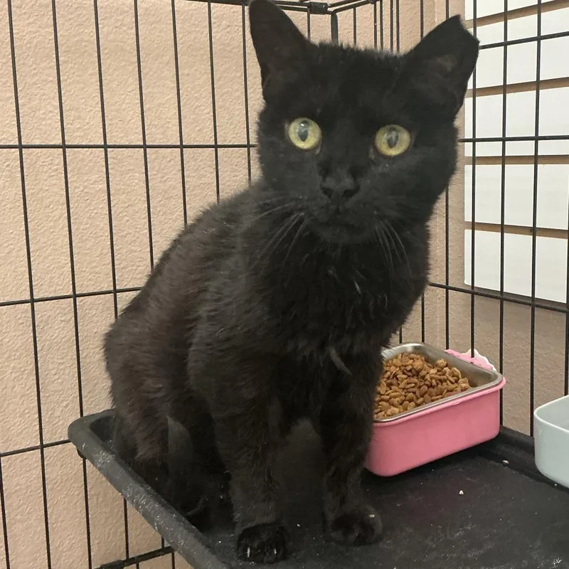 A senior medium-sized female Black Domestic Short Hair cat named Rita Hayworth for adoption in Las Vegas, NV
