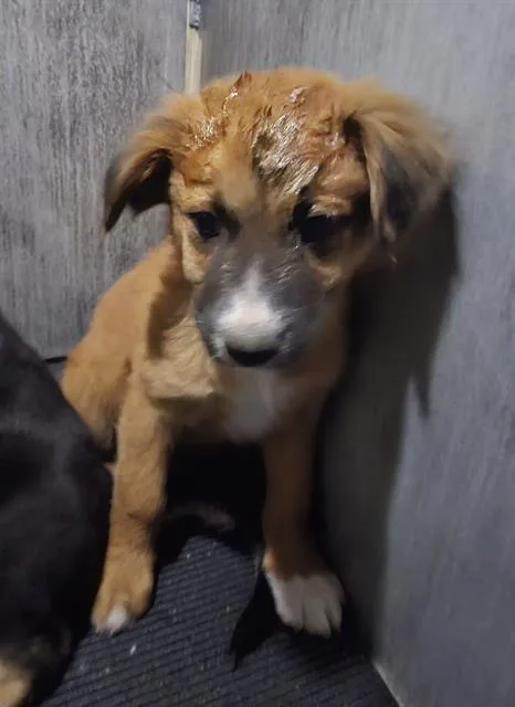 A baby small-sized male Labrador Retriever dog named Franco for adoption in San Antonio, TX