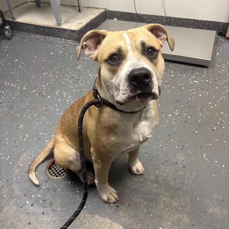 A young large-sized male Yellow / Tan / Blond / Fawn Mixed Breed dog named Mailman for adoption in Columbiana, AL