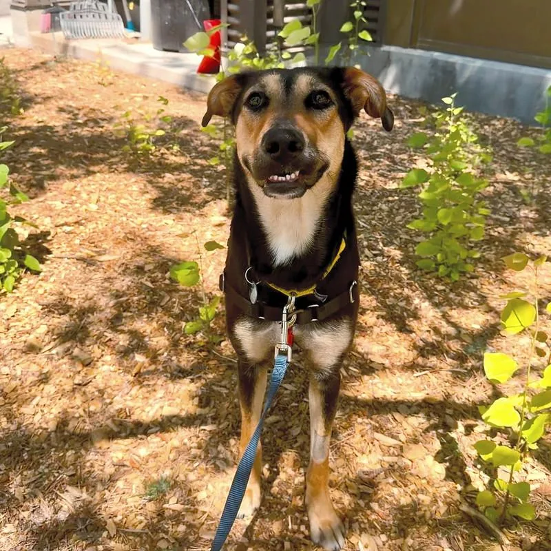 An adult medium-sized female Bicolor Mixed Breed dog named Ducky for adoption in Truckee, CA