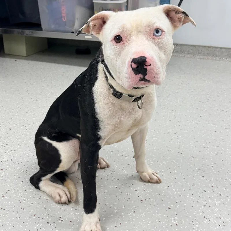 A young medium-sized male White / Cream Pit Bull Terrier dog named Cashton for adoption in Indianapolis, IN