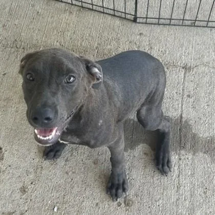 A baby medium-sized male Labrador Retriever dog named Felyx for adoption in West Memphis, AR