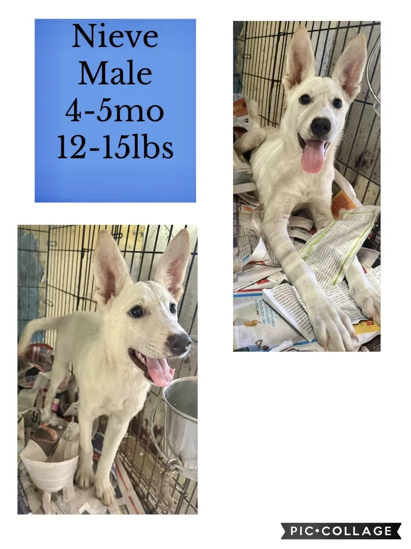 A young medium-sized male German Shepherd Dog dog named Nieve for adoption in Virginia Beach, VA