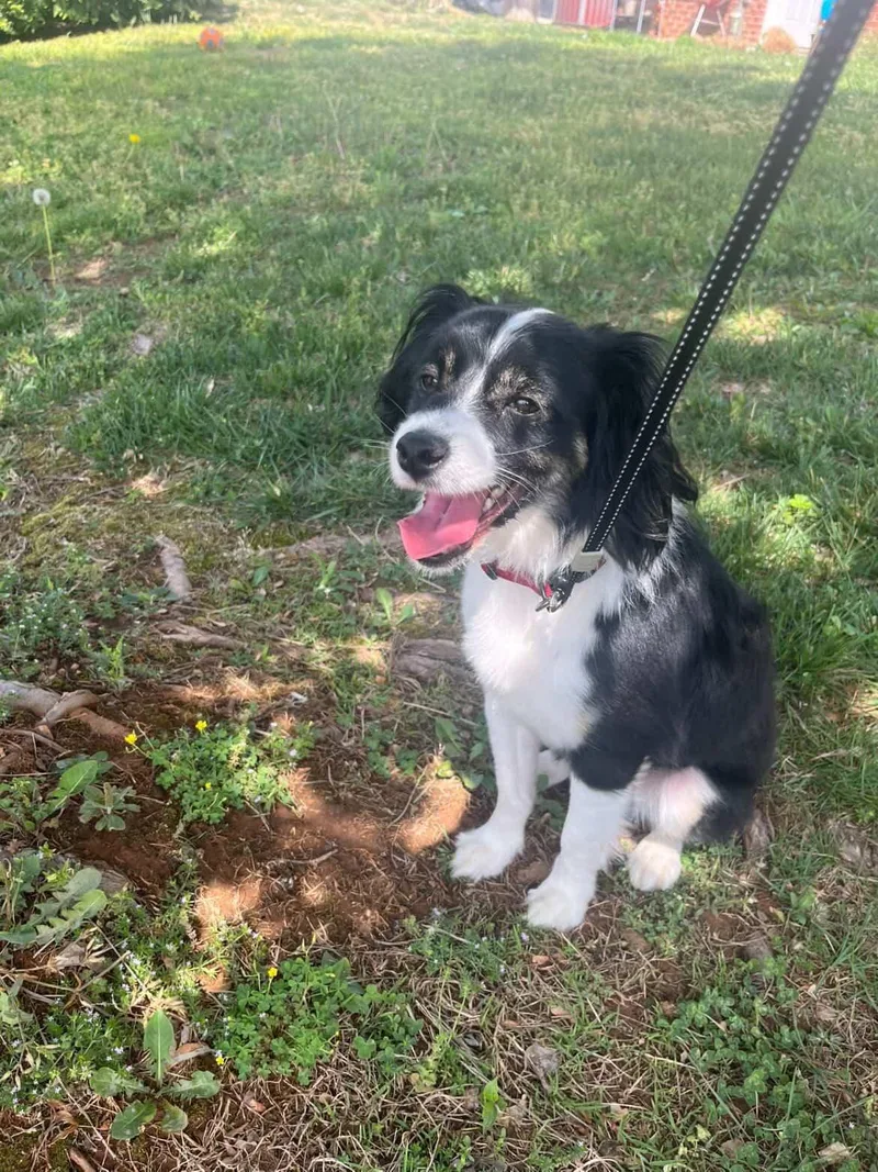 An adult small-sized male Black Australian Shepherd dog named Rylo for adoption in Woodlawn, TN