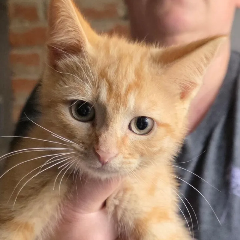 A baby small-sized female Orange / Red Domestic Short Hair cat named Clementine for adoption in Frederick, MD