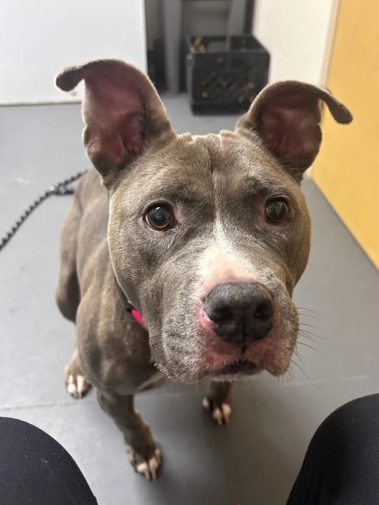 An adult medium-sized female Pit Bull Terrier dog named Ophelia for adoption in Bloomington, IN