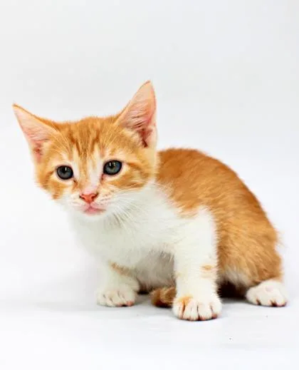 A baby small-sized female Domestic Short Hair cat named Bellatrix for adoption in Morton Grove, IL