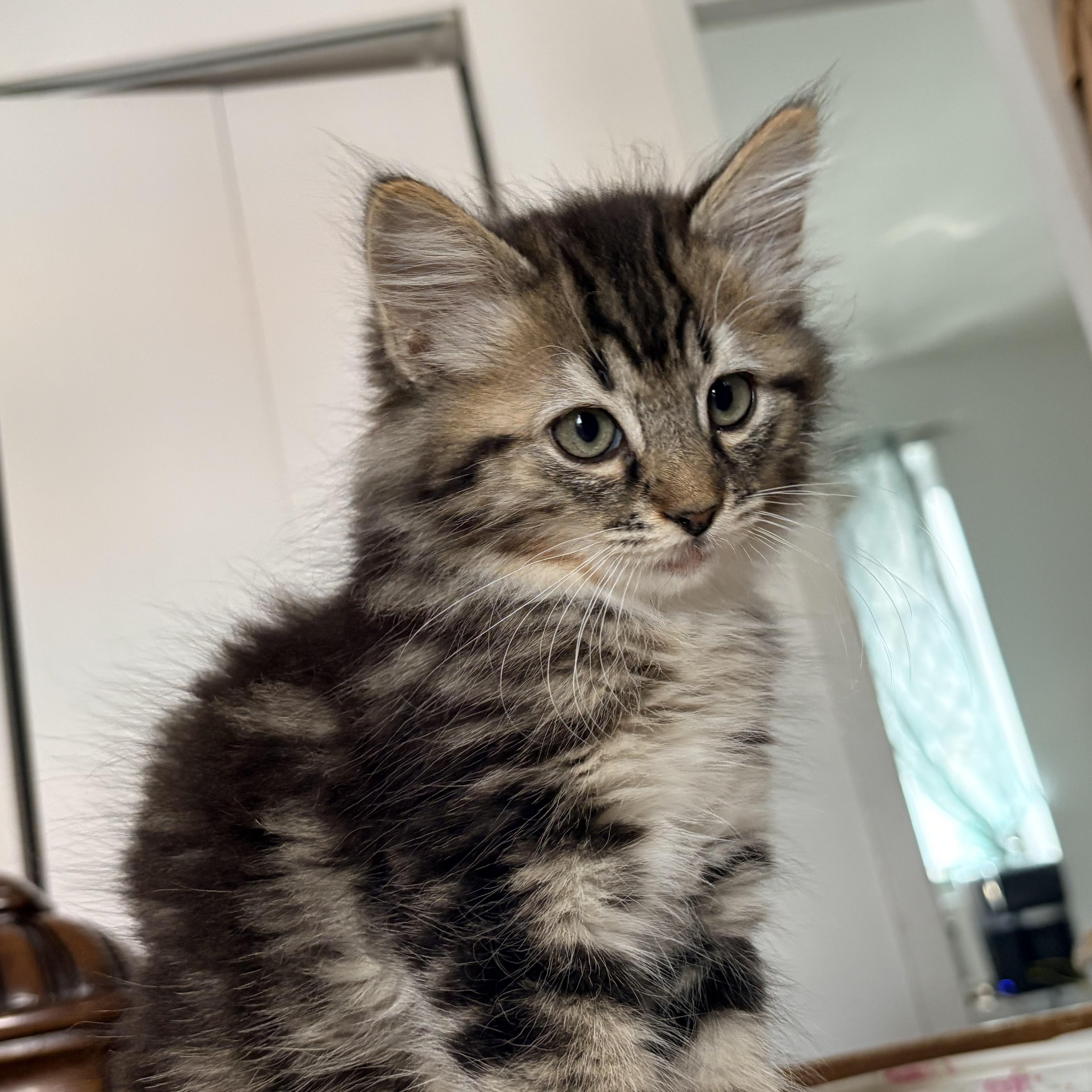 A baby small-sized male Black American Shorthair cat named Reynaldo and Mbappe for adoption in New York, NY